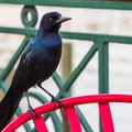 Boardwalk birds