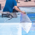 Chalk artists