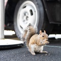 Squirrel at Cool Wash