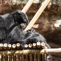 Monkey, maybe colobus
