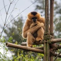 White-cheeked gibbon