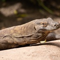 Komodo dragon