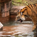 Tigers playing