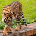Tigers playing