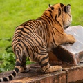 Tigers playing