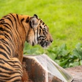 Tigers playing