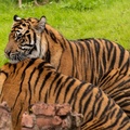 Tigers playing