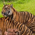 Tigers playing