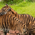 Tigers playing