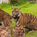Tigers playing