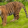 Tigers playing