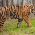 Tigers playing