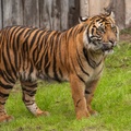 Tigers playing