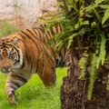 Tigers playing