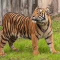 Tigers playing