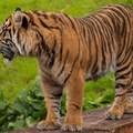 Tigers playing