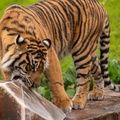 Tigers playing