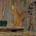 Cup and mural