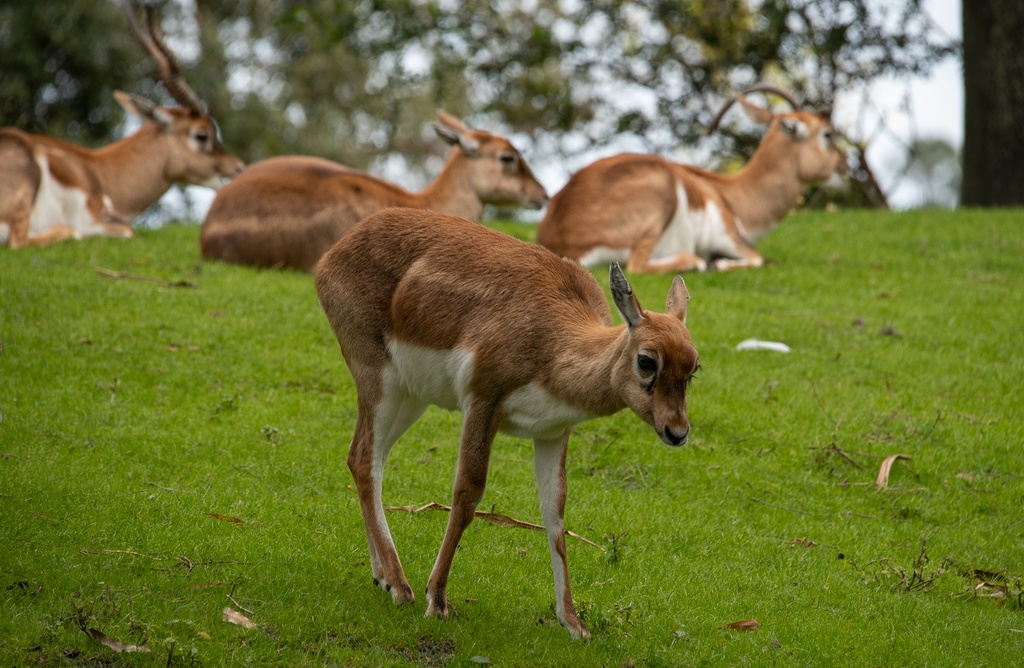 201901 WDW-179 Blackbuck antelopes.jpg
