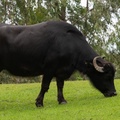 Water buffalo