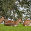 Blackbuck antelopes