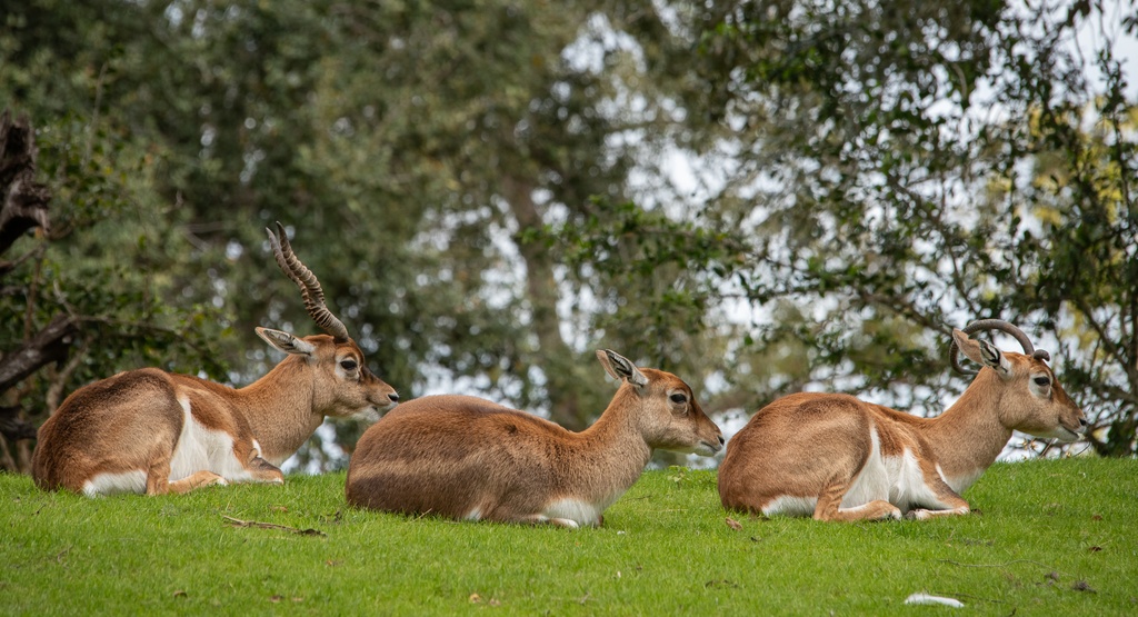 201901 WDW-181 Blackbuck antelopes.jpg