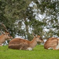 Blackbuck antelopes