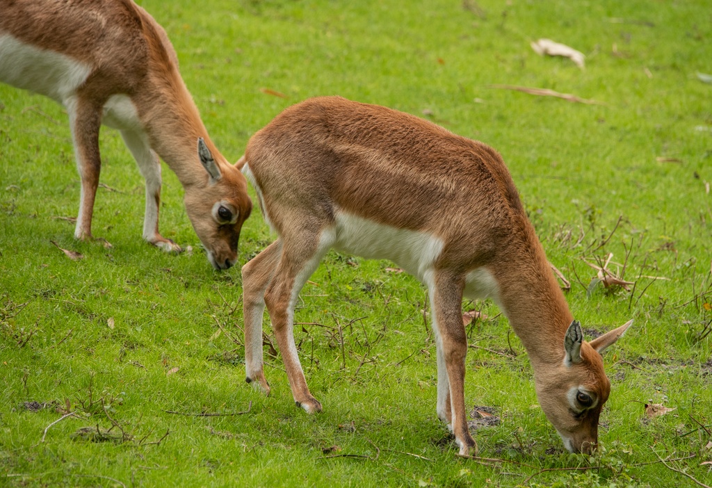 201901 WDW-182 Blackbuck antelopes.jpg