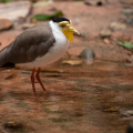 Asian bird