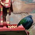 Asian bird