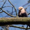 African bird