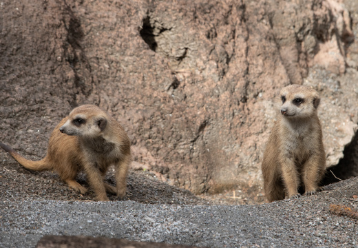 Meerkats