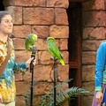Up bird show