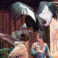 Up bird show