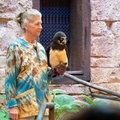 Up bird show