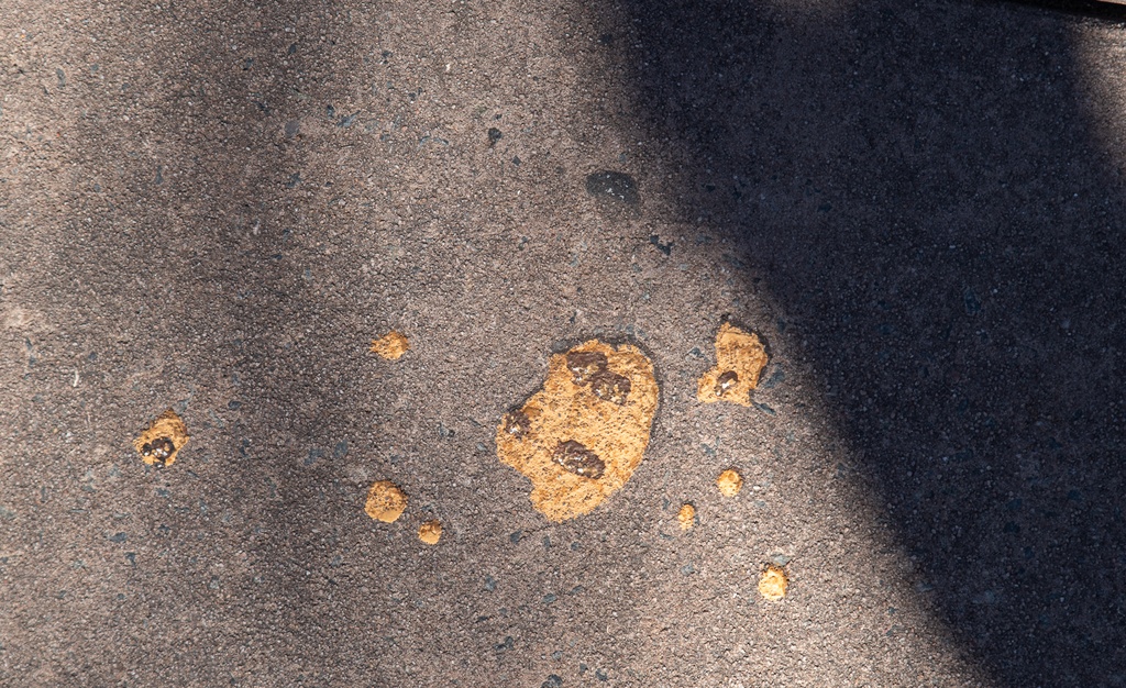 201901 WDW-247 Jack-Jack's cookies on ground.jpg