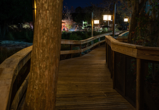 Behind Wilderness Lodge