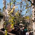 Seven Dwarfs through trees