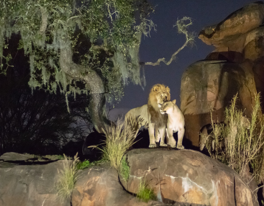 201901 WDW-437 Lions at night.jpg