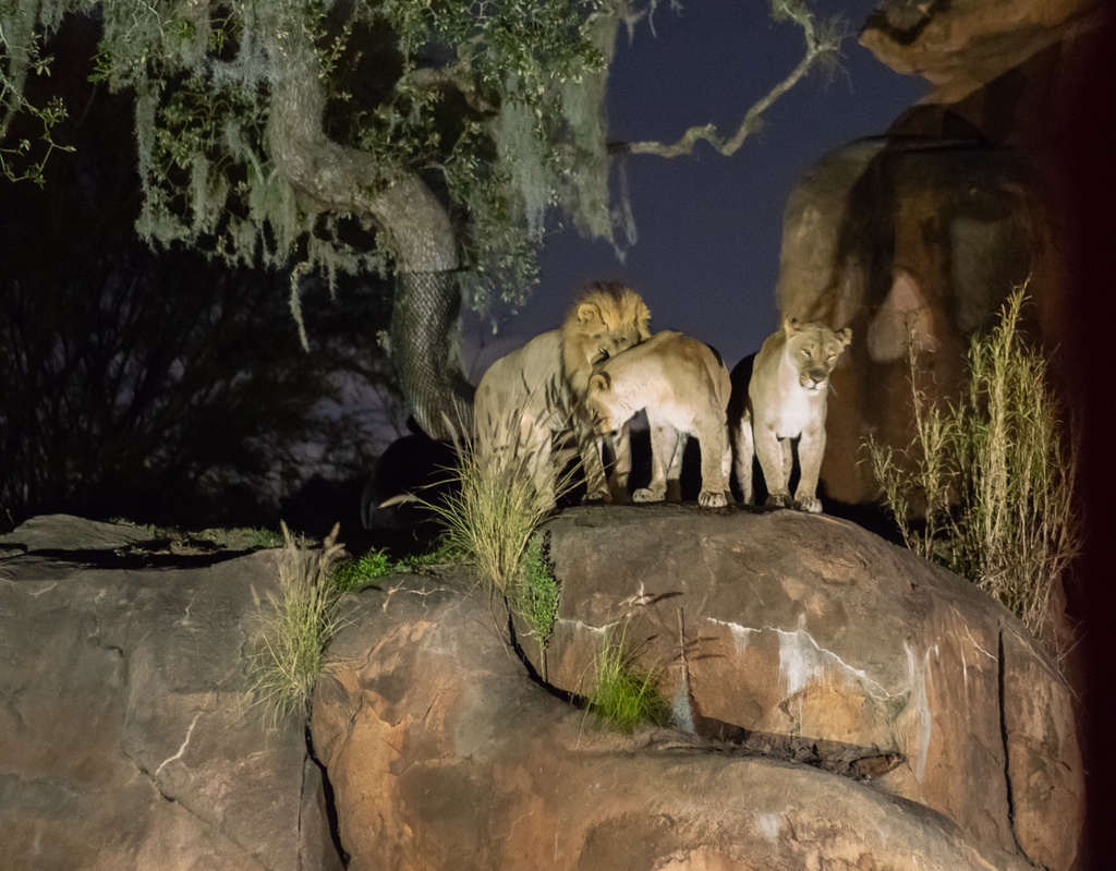 201901 WDW-438 Lions at night.jpg