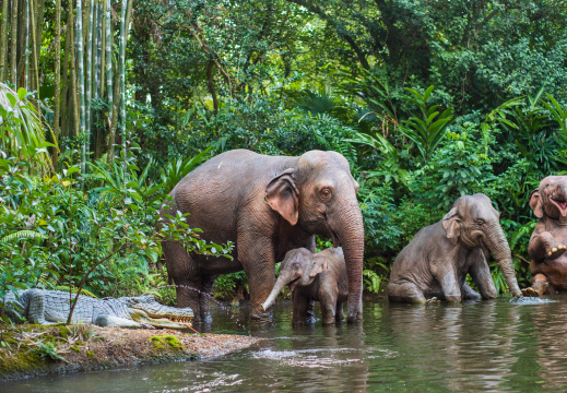 Jungle Cruise on-ride