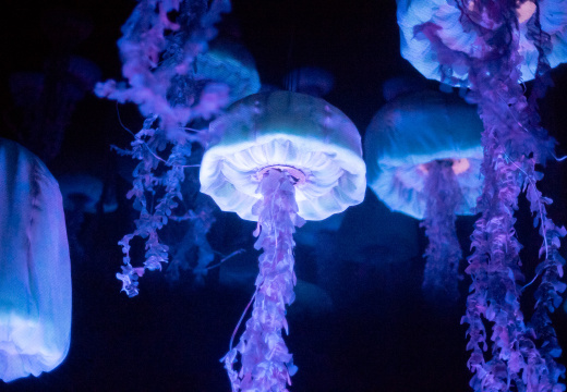 The Seas with Nemo and Friends on-ride