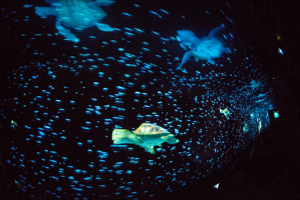 201901 WDW-551 The Seas with Nemo and Friends on-ride.jpg