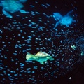 98 photos 201901 WDW-551 The Seas with Nemo and Friends on-ride.jpg