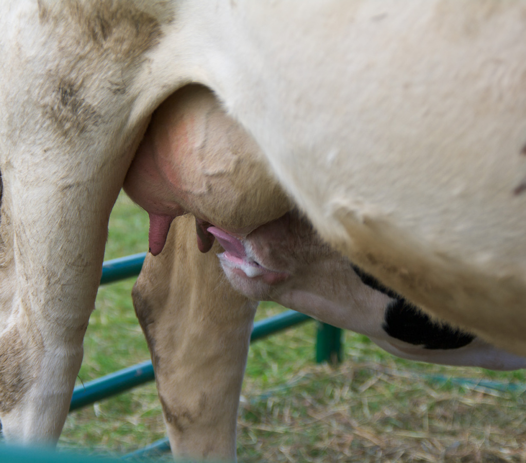 AlexanderSteamShow-100910-17