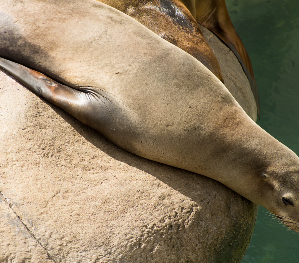 SenecaParkZoo201309-02