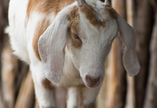SenecaParkZoo201309-03