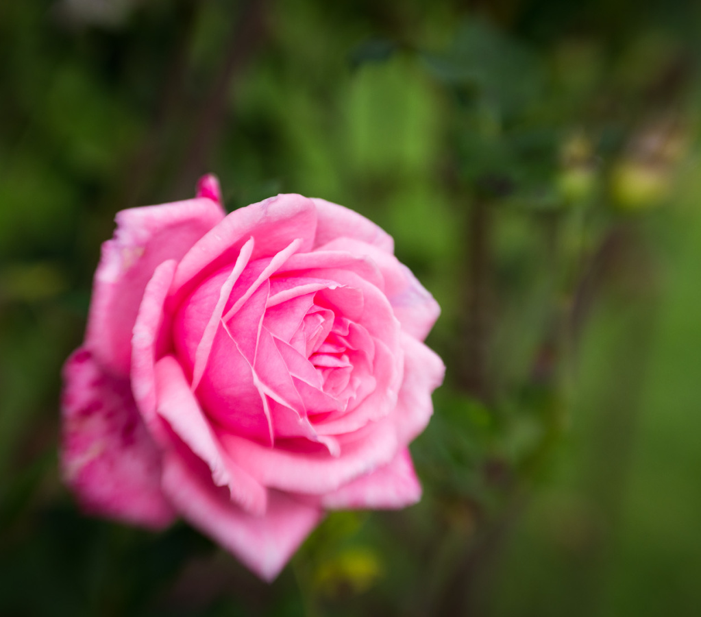 201310SonnenbergGardens-09