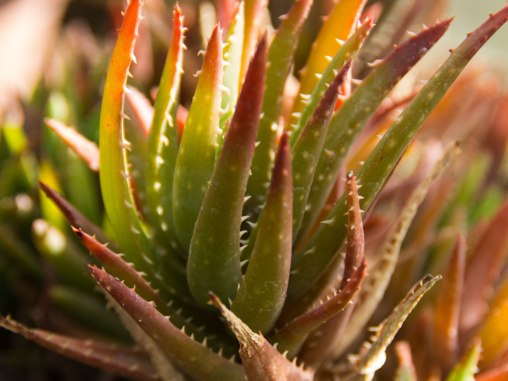 SonnenbergGardens2012-21