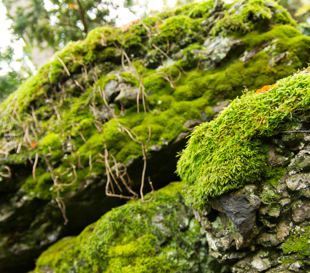 SonnenbergGardens2012-17